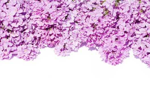 lilac flower isolated on white background
