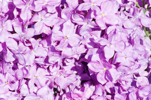 lilac flower isolated on white background