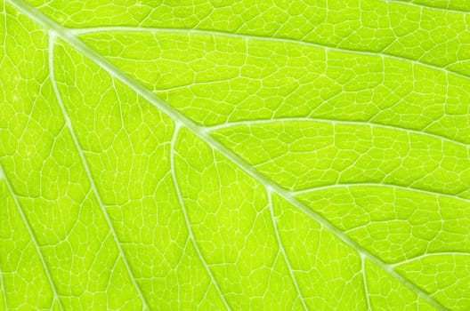 structure of leaf natural background