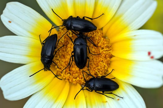 Small insects on a blooming flower.