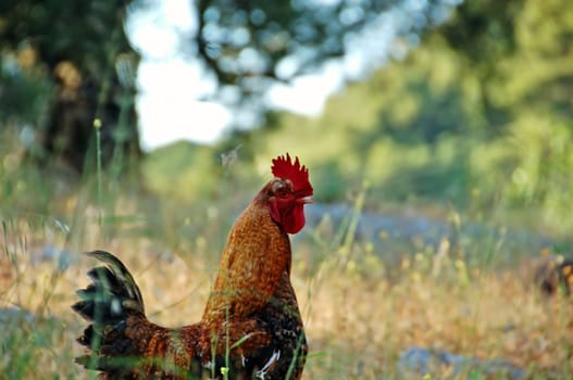 Free range chicken farming. Rooster in natural environment.