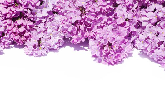 lilac flower isolated on white background