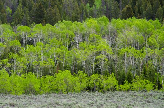 Quaking Aspen (Populus tremuloides), Lodgepole Pine (Pinus contorta) and sagebrush in early summer, Grand Teton National Park, Teton County, Wyoming, USA