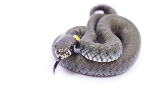 snake isolated on white background