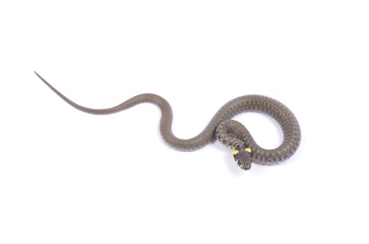 snake isolated on white background