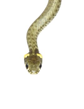 snake isolated on white background