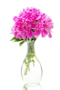 pink peony on a white background