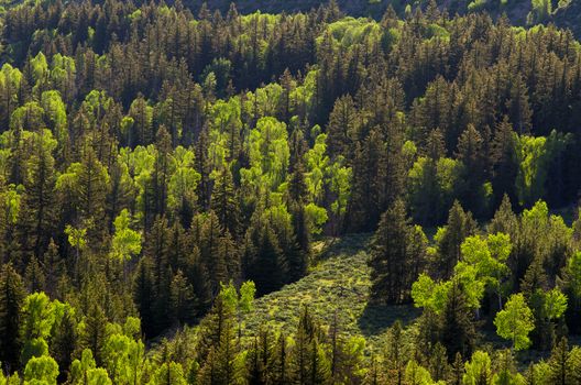 Spruce, Aspen and Cottonwood trees in summer, near the Snake River, Grand Teton National Park, Wyoming, USA