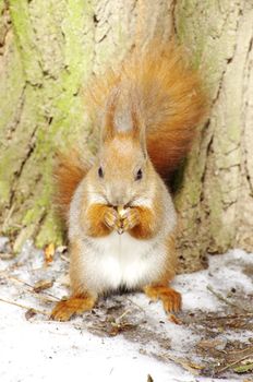  A squirrel hanging on tree     