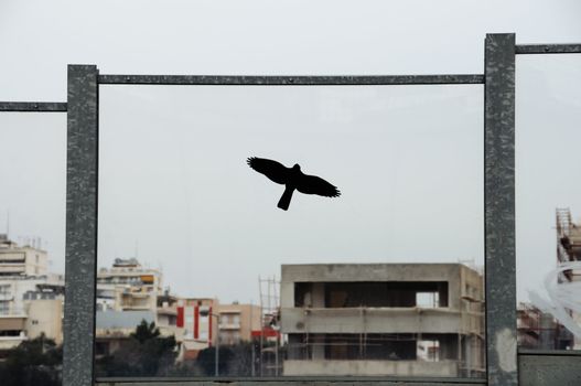 Bird silhouette on stained glass surface of highway noise barrier.