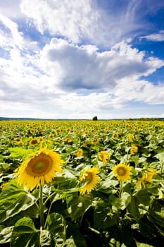 sunflower field