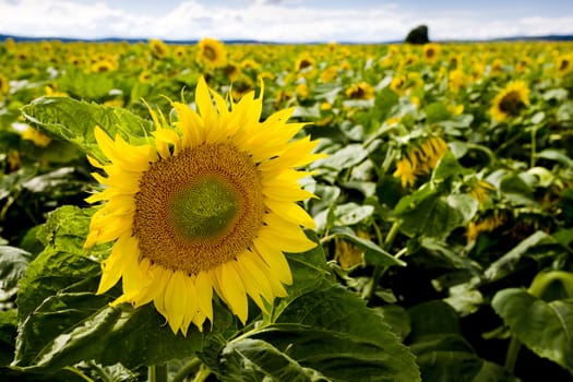 sunflower field
