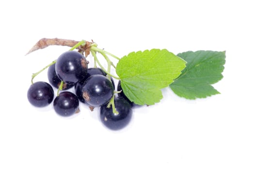 branch of black currant fruits isolated on white background