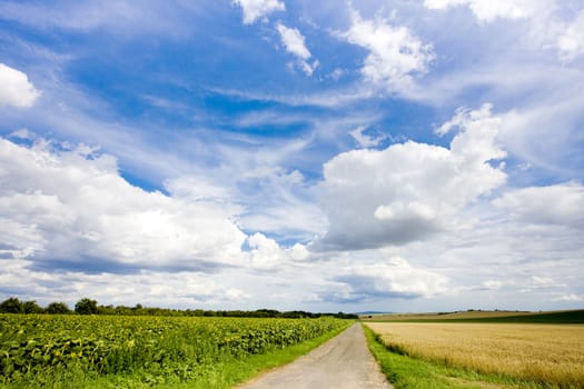 sunflower field