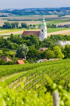 vineyards, Southern Moravia, Czech Republic