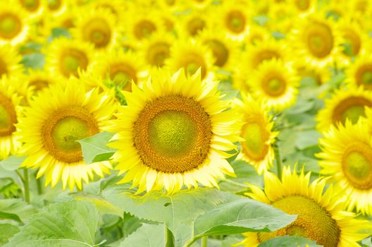 Closeup of a bright yellow sunflowers