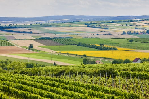 vineyards, Southern Moravia, Czech Republic
