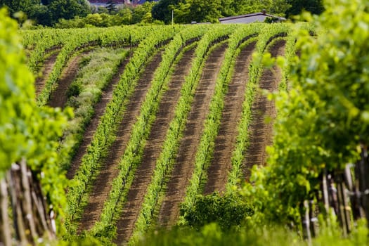 vineyards, Southern Moravia, Czech Republic