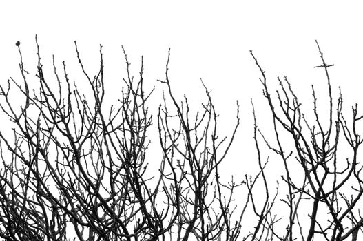 Leafless tree branches silhouette background. Black and white.