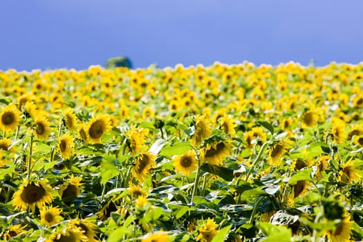 sunflower field