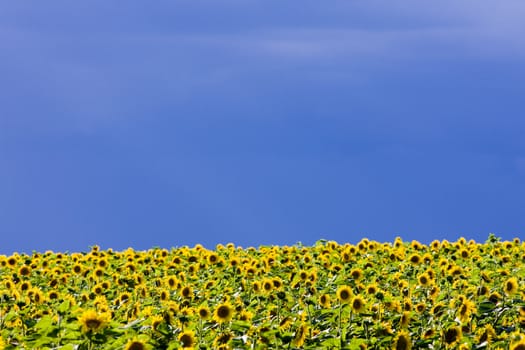 sunflower field