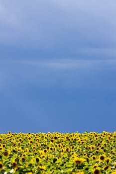 sunflower field