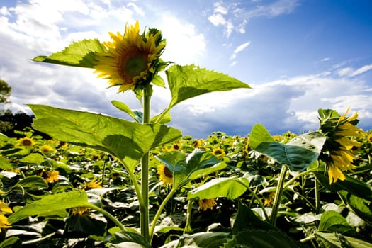 sunflower field