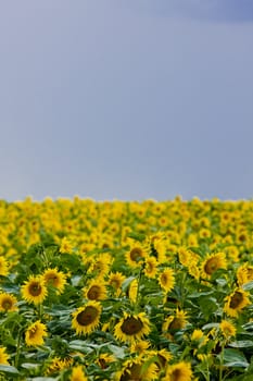 sunflower field