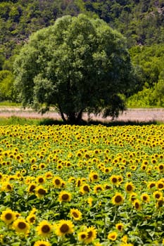 sunflower field with a tree, Provence, France