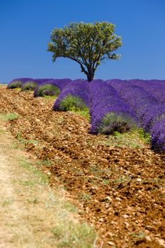 lavender field with a tree, Provence, France