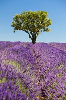 lavender field with a tree, Provence, France