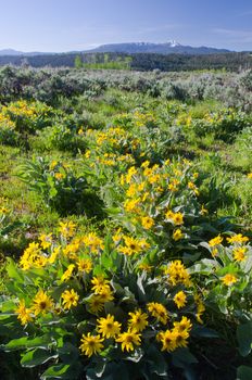 Arrowleaf Balsamroot (Balsamorhiza sagittata) flowers and the Gros Ventre Mountain Range in early summer, Grand Teton National Park, Teton County, Wyoming, USA