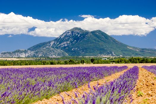 lavender field, Provence, France