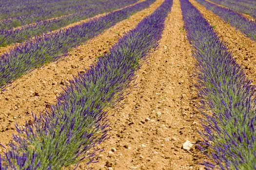 lavender field, Plateau de Valensole, Provence, France