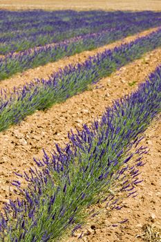 lavender field, Plateau de Valensole, Provence, France