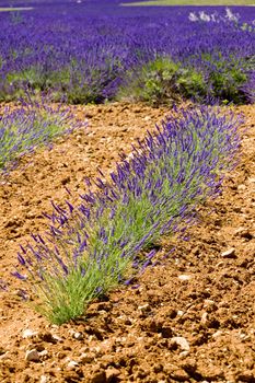 lavender field, Plateau de Valensole, Provence, France