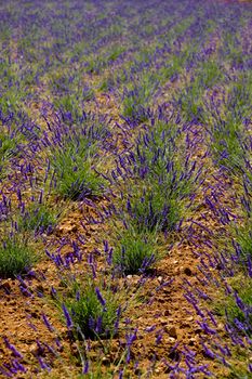 lavender field, Plateau de Valensole, Provence, France