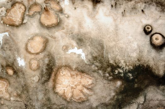 Mold fungus and stained textured wall surface.