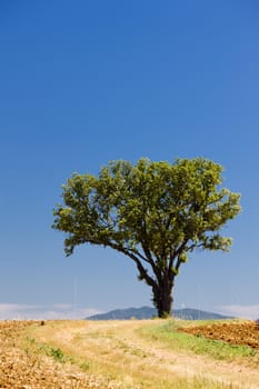 lonely tree, Provence, France