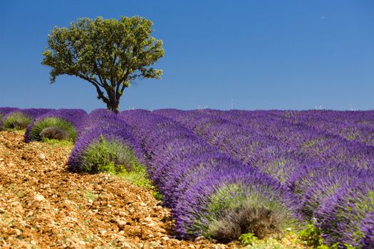 lavender field with a tree, Provence, France