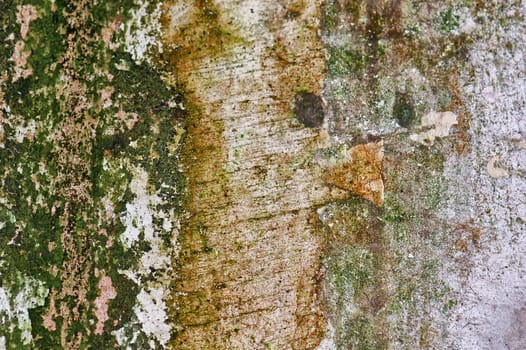 Moss and mold growth on weathered concrete wall surface.
