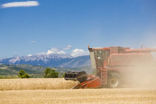 grain harvest, Alpes-de-Haute-Provence Departement, France