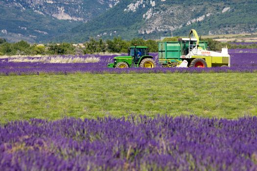 lavender harvest, Alpes-de-Haute-Provence Departement, France