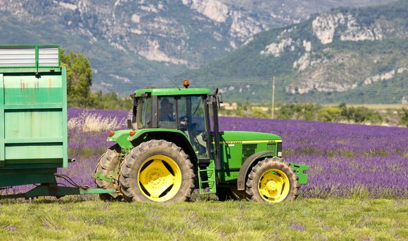 lavender harvest, Alpes-de-Haute-Provence Departement, France