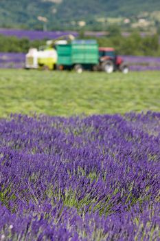 lavender harvest, Alpes-de-Haute-Provence Departement, France