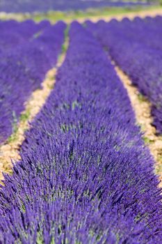 lavender field, Plateau de Valensole, Provence, France