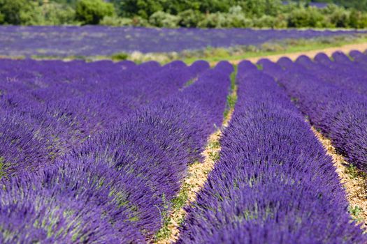 lavender field, Plateau de Valensole, Provence, France