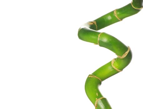 green bamboo  isolated on a white background