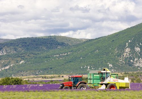 lavender harvest, Alpes-de-Haute-Provence Departement, France