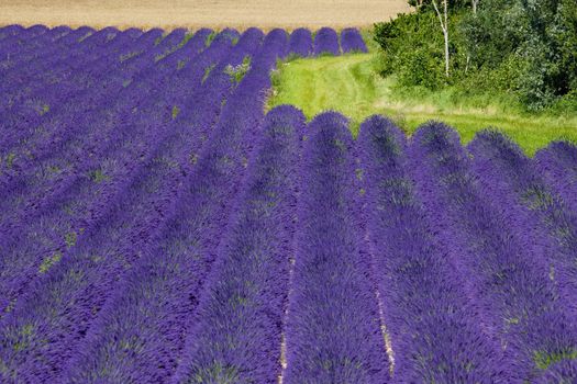 lavender field, Plateau de Valensole, Provence, France
